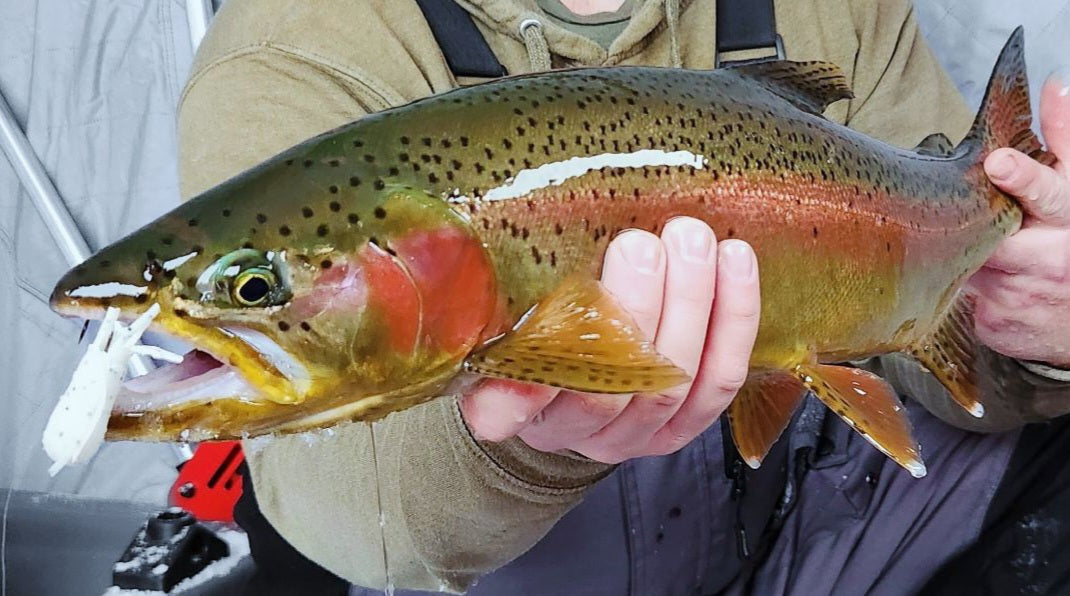 Big Game Collection Tube Jigs, Heavy Jigs, and Soft Plastics.